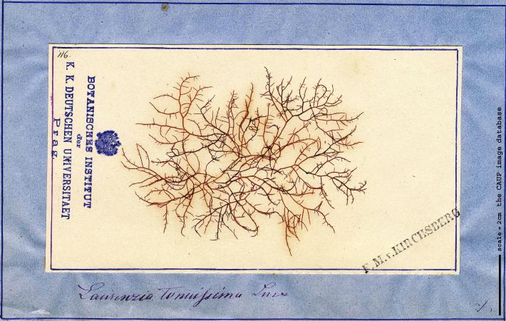 Laurencia tenuissima_82.jpg